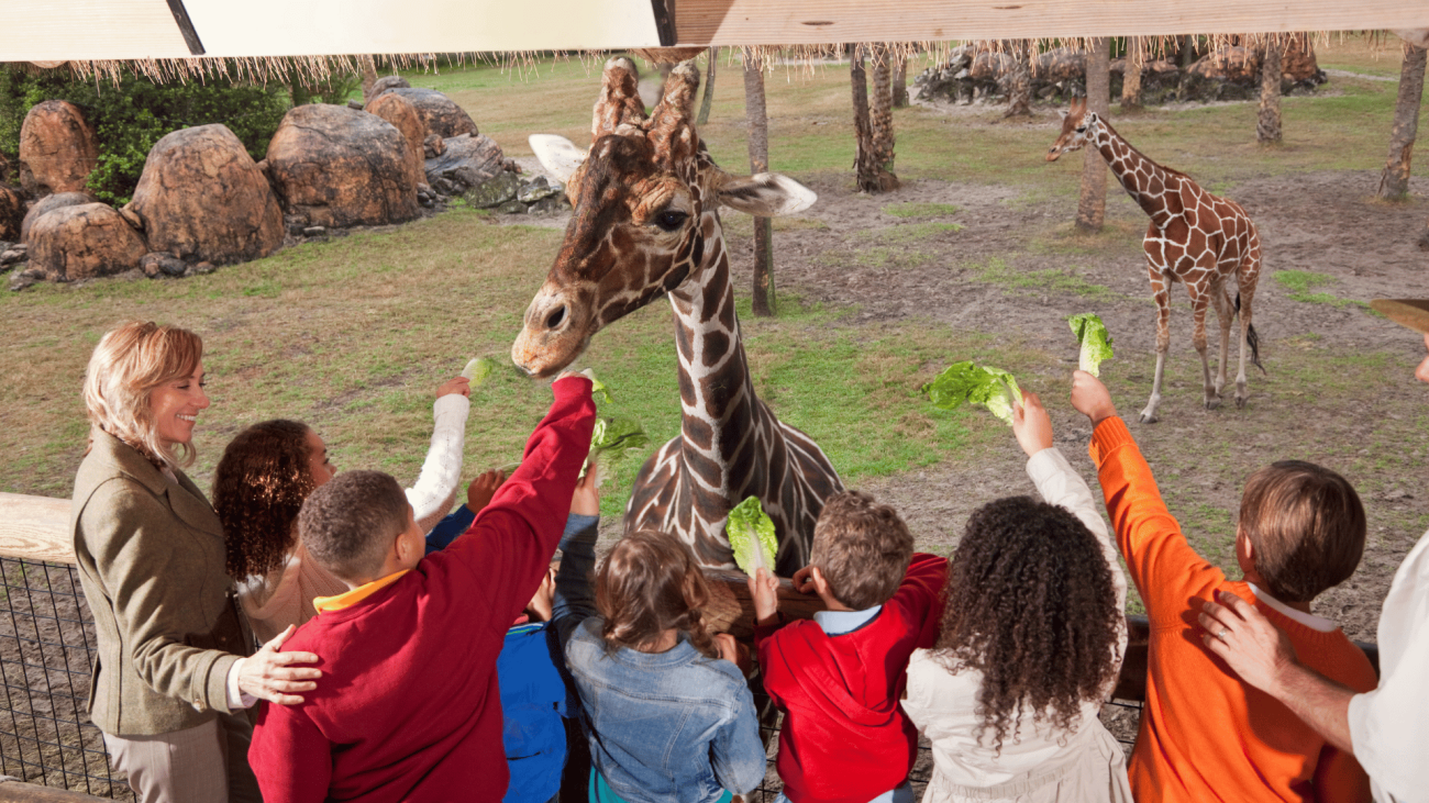 Children petting Giraffe 